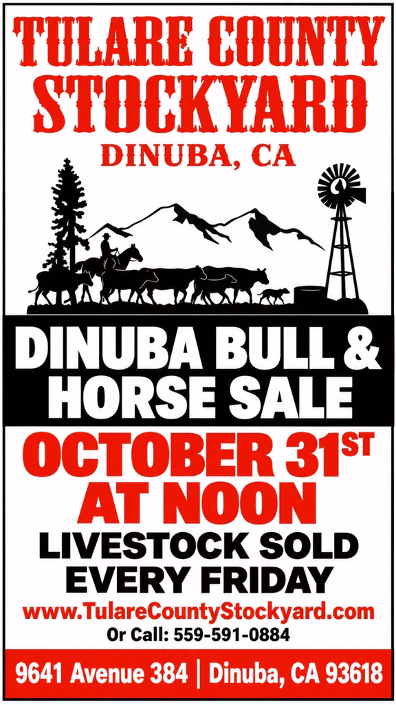 Bull Sale October 31st 